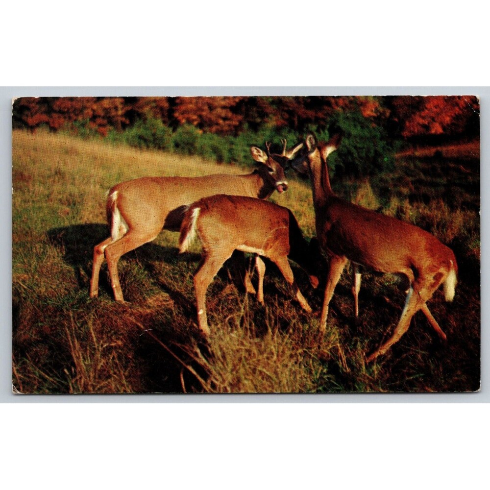 Vintage Deer Postcard "Little Dears" Send Greetings Plastichrome P2911 Unposted